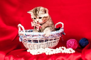 Illada LuKoSan Британские котята черный мрамор на серебре (британцы черные серебристые мраморные). Вискас окрас 